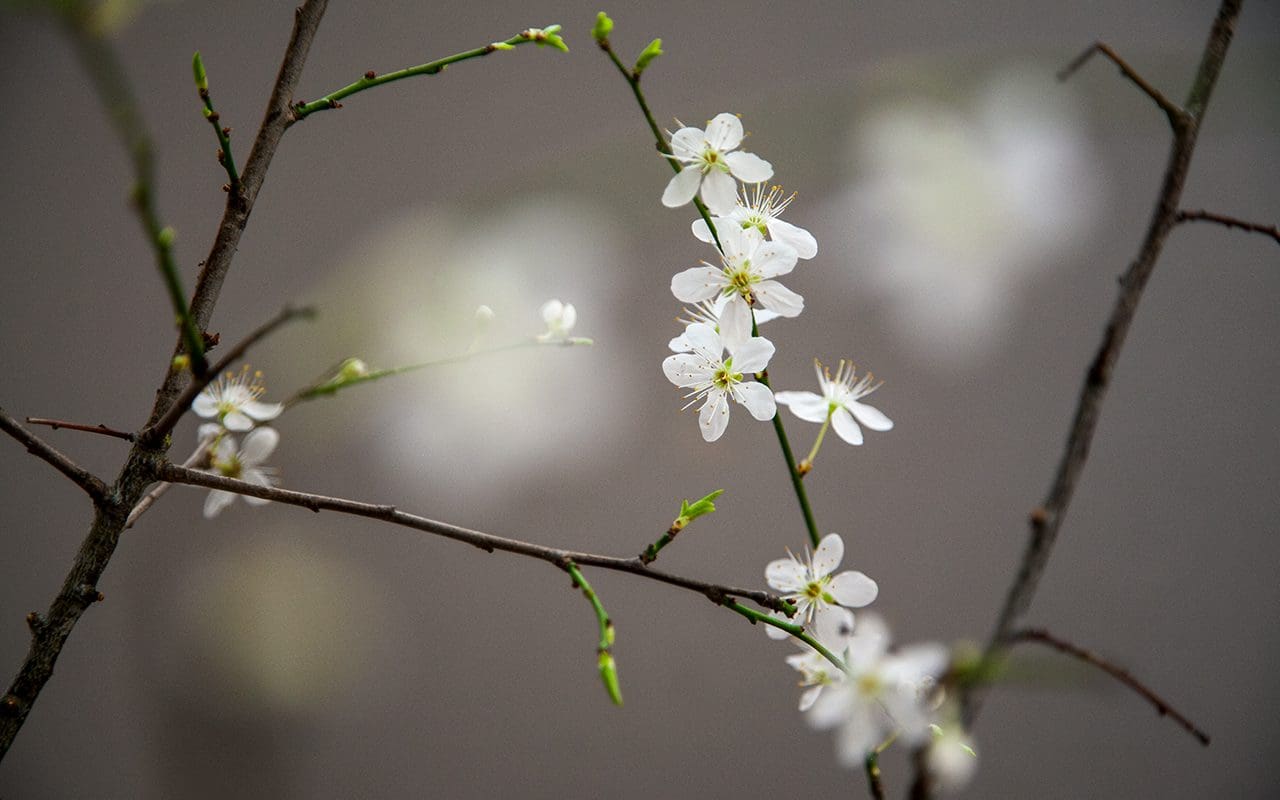 Prunus cerasifera - Dig Delve – An online magazine about gardens ...