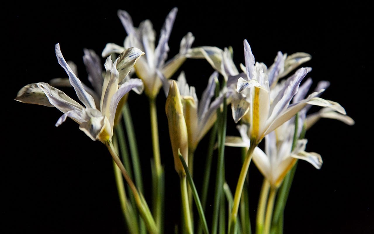 Iris reticulata 2020 - Dig Delve – An online magazine about gardens,  landscape, growing & making. Dig Delve – An online magazine about gardens,  landscape, growing & making.