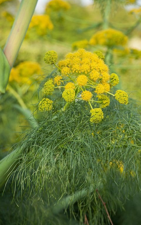 Giant Fennel 2020 – Dig Delve – An online magazine about gardens ...