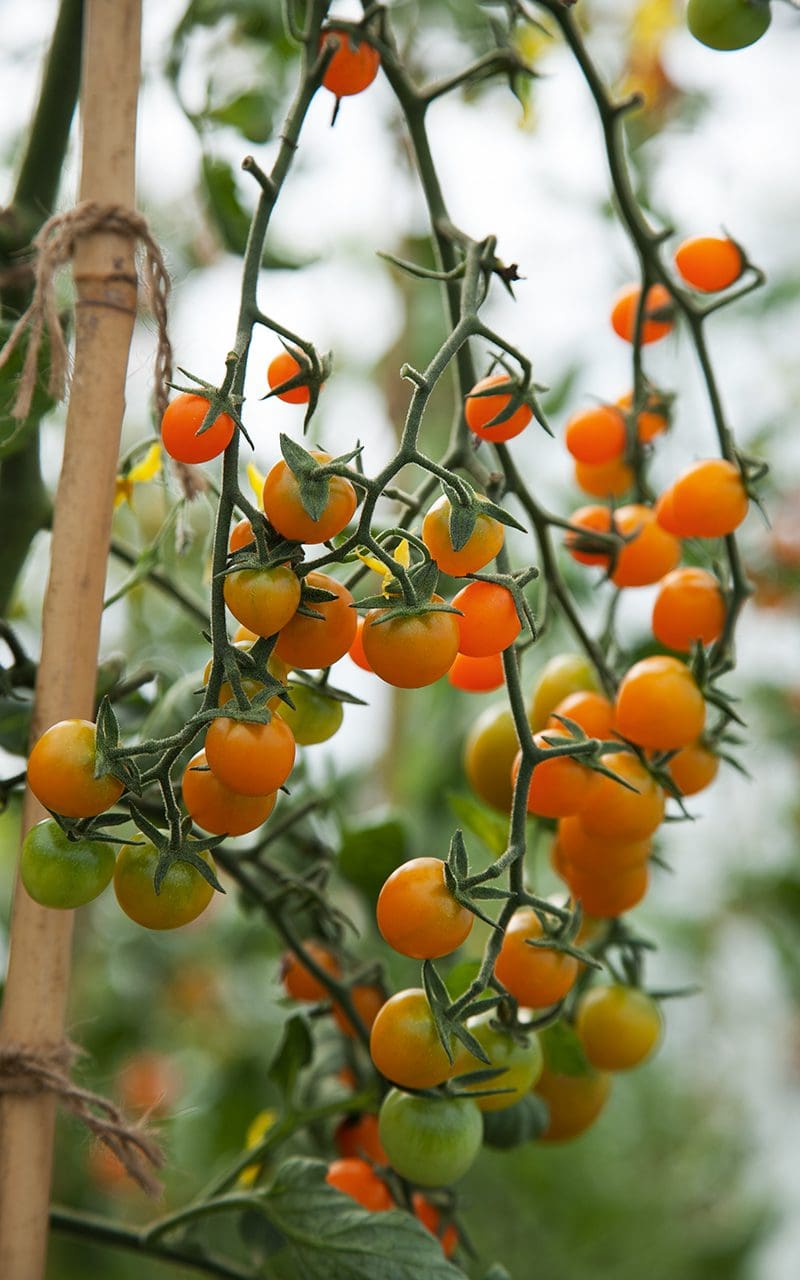 Tomato Trials - Dig Delve – An online magazine about gardens