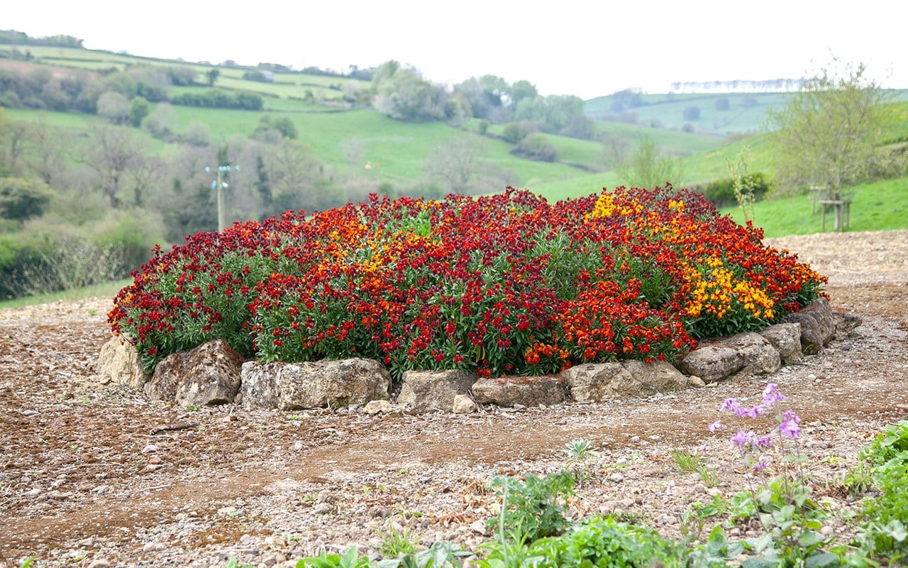 Wallflowers Dig Delve An online magazine about gardens, landscape