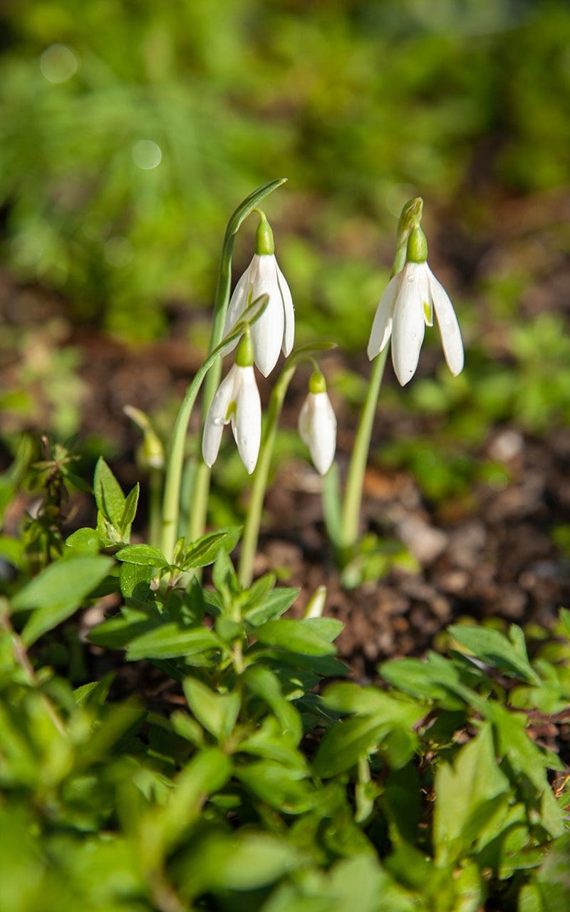 https://digdelve.com/wp-content/uploads/2022/11/IMG_5478Galanthus_reginae-olgae_Alex-Duguid.jpg