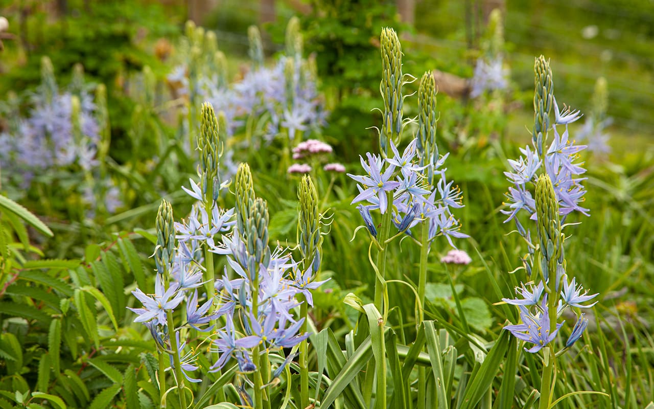 Camassia - Dig Delve – An online magazine about gardens, landscape, growing & making. Dig Delve – An online magazine about gardens, landscape, growing & making.