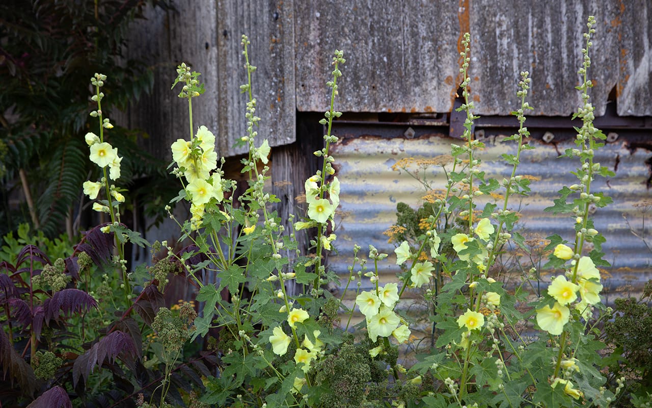 Alcea rugosa - Dig Delve – An online magazine about gardens, landscape ...