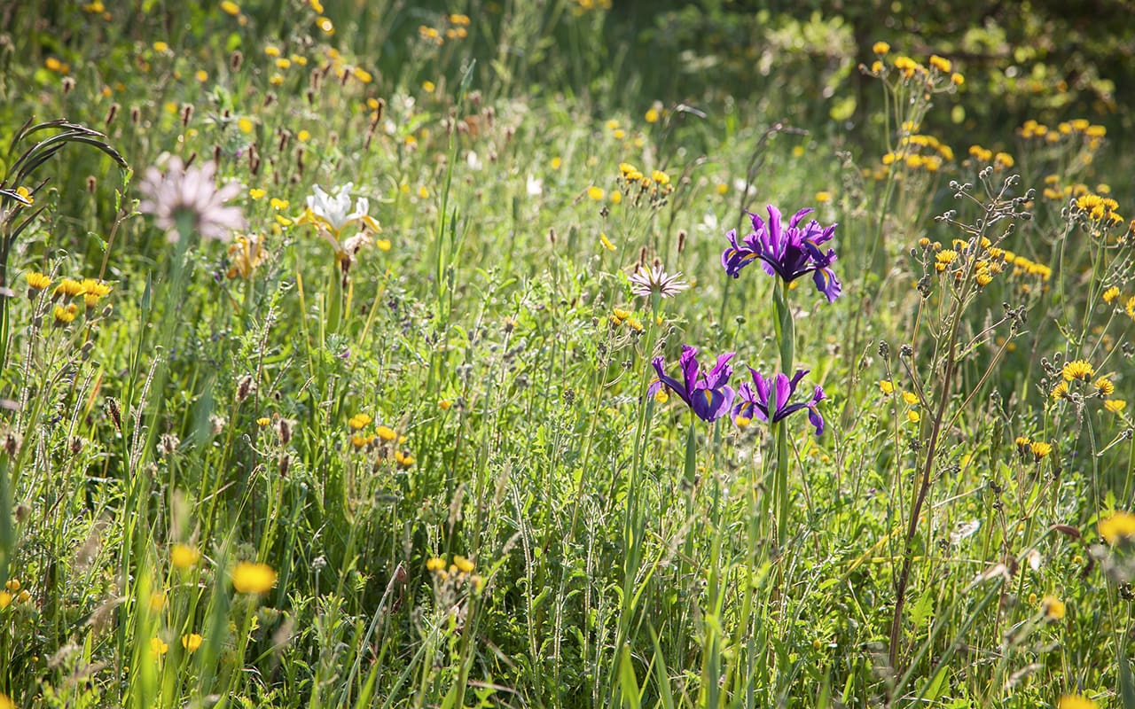 Front page - Dig Delve – An online magazine about gardens