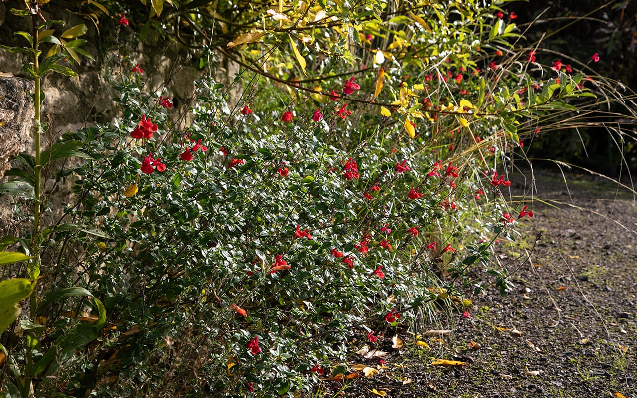 Sauce Verbena Planta Flor Pétalo Fotografía Fotografía E Imagen Para  Descarga Gratuita - Pngtree, image size:1280x800
