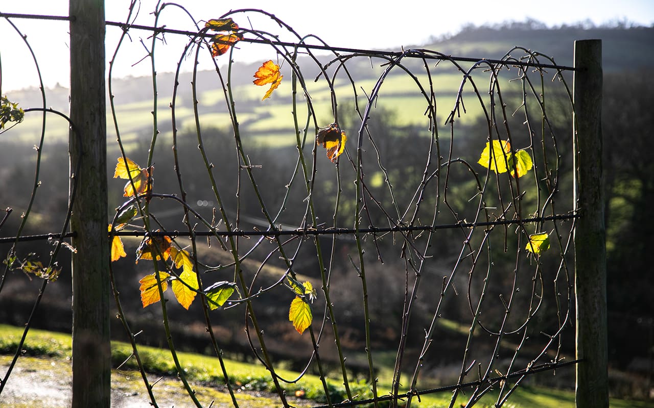 New Start - Dig Delve – An online magazine about gardens, landscape ...